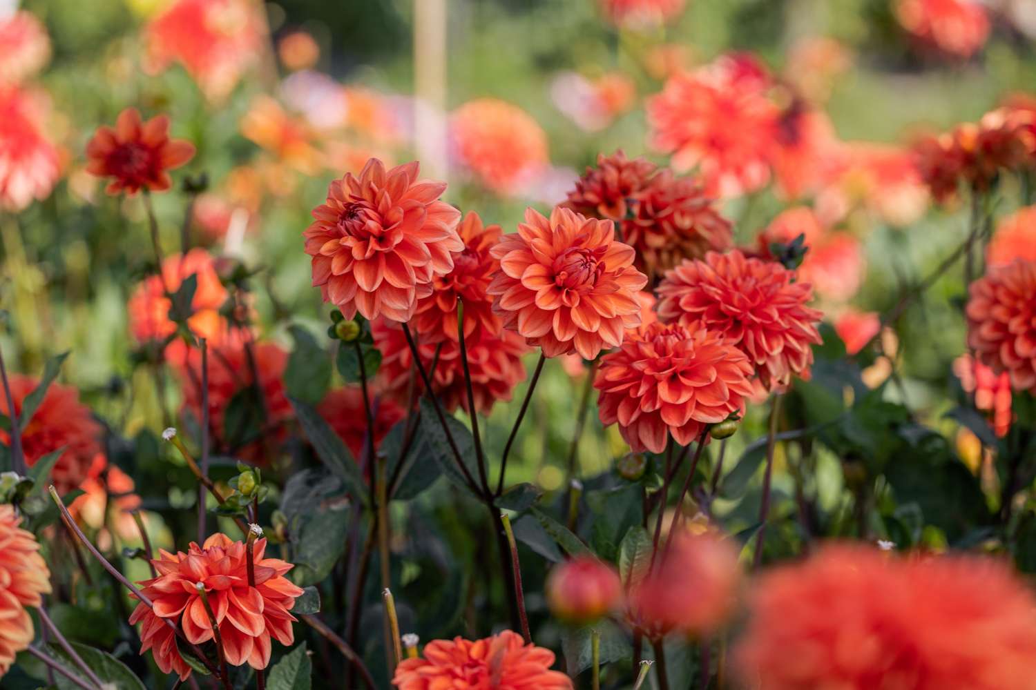 Dahlie 'Orange Nugget'